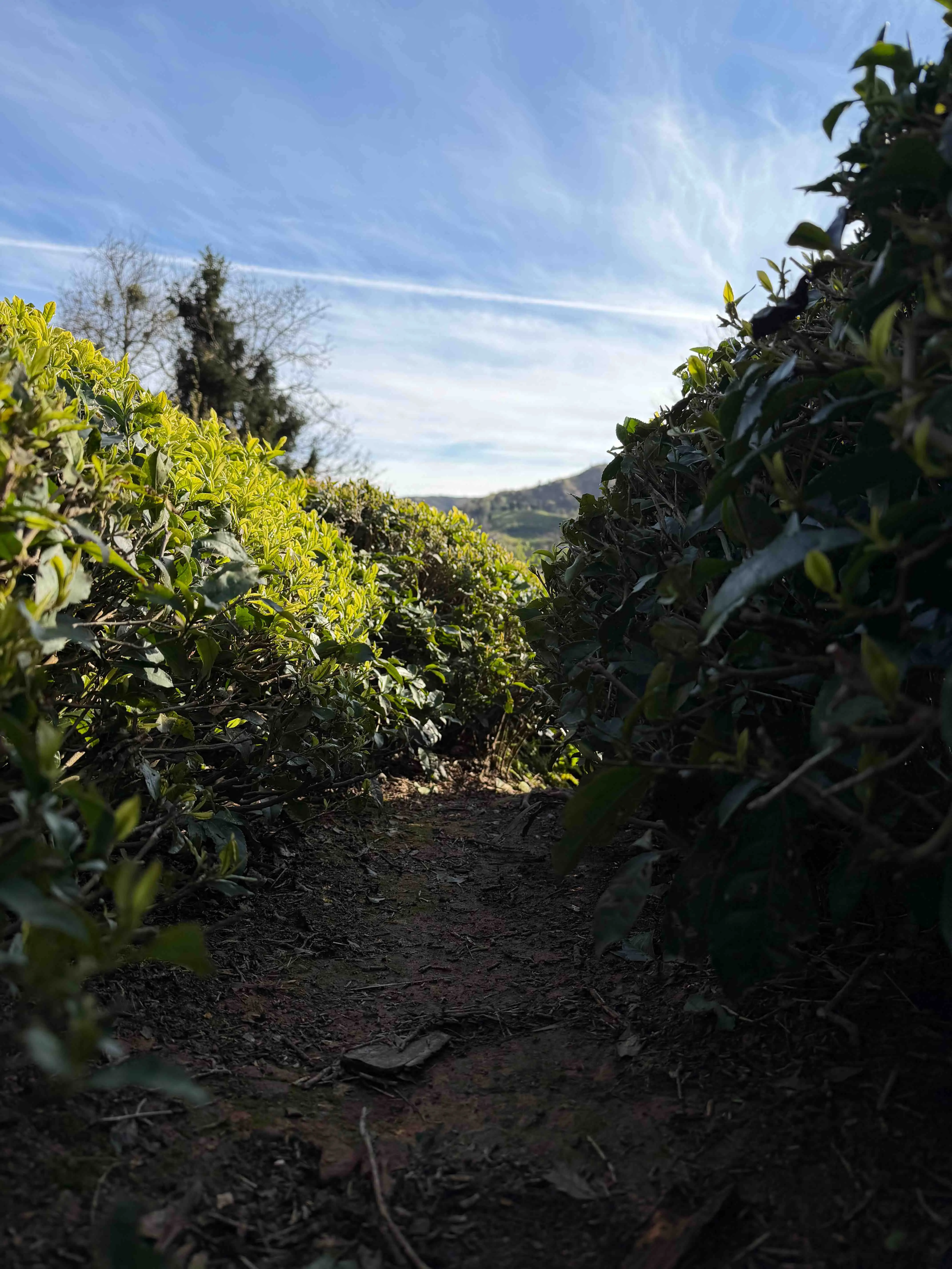 Altın Dem Protokolü (ADP)