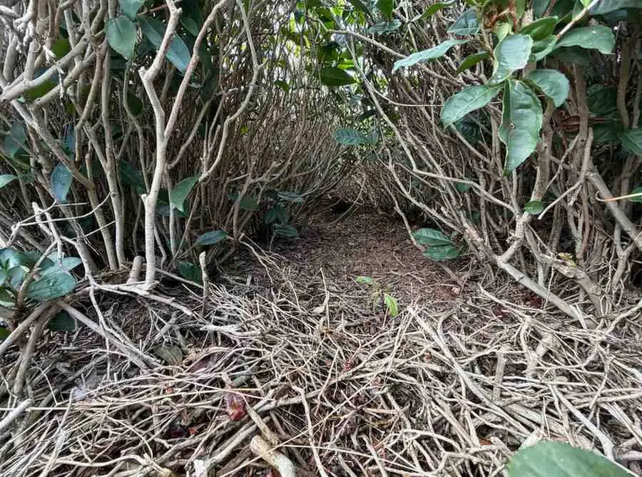 Çay Tarımının Efsanelerini Bizden Dinleyebilirsiniz.