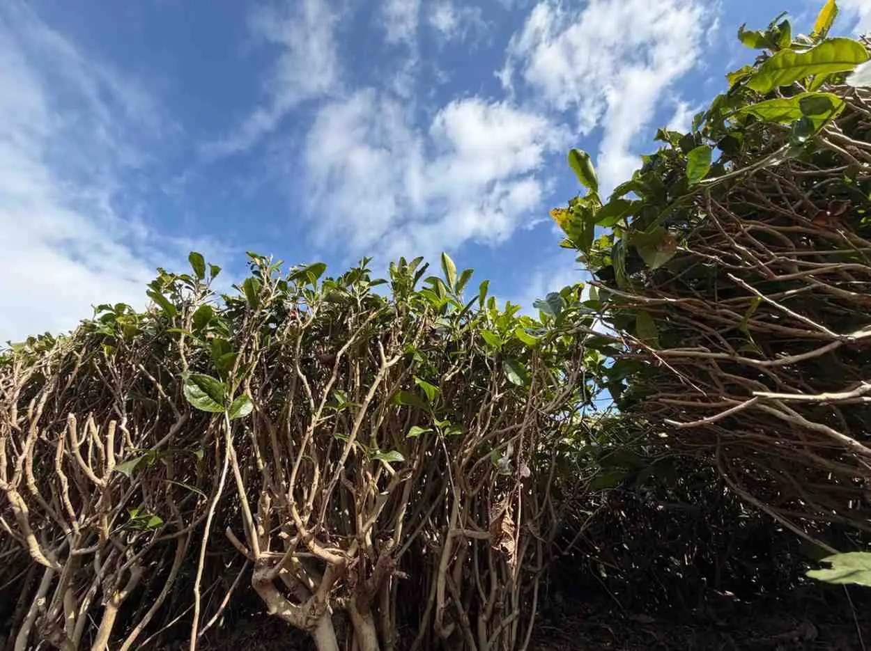 TTC Çay Bahçesi Turuna Katılabilirsiniz.